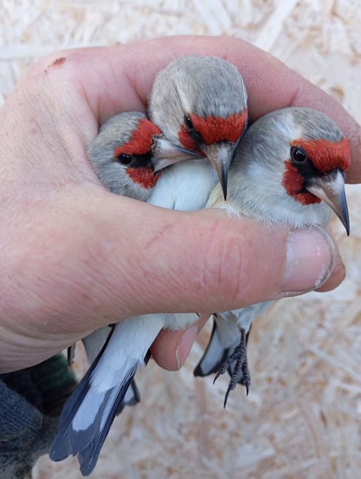 Продам щеглов, чижей, красношапочный вьюрок