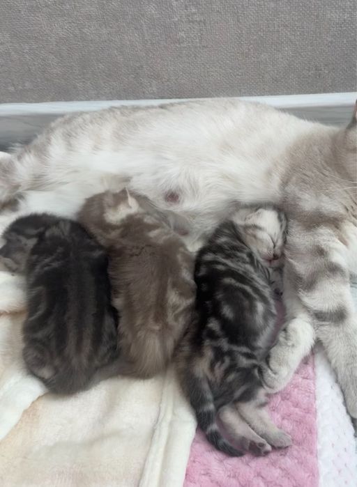 Котята скоттиш страйт Бронь