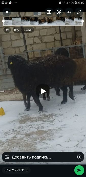 Семіз қойлар сатылады