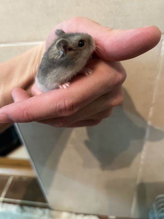 Продам хомяков…..