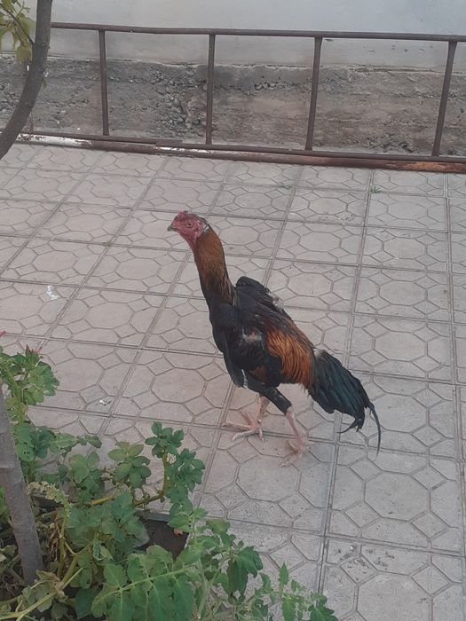 Xoroz sotiladi srochno