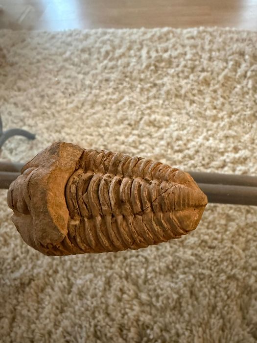 Fosilă Trilobit Phacops – Devonian – Autentic  ~ 390 milioane ani!