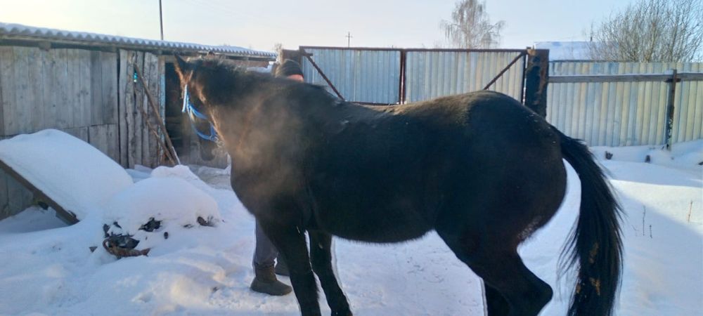 Продам кобылу обучена