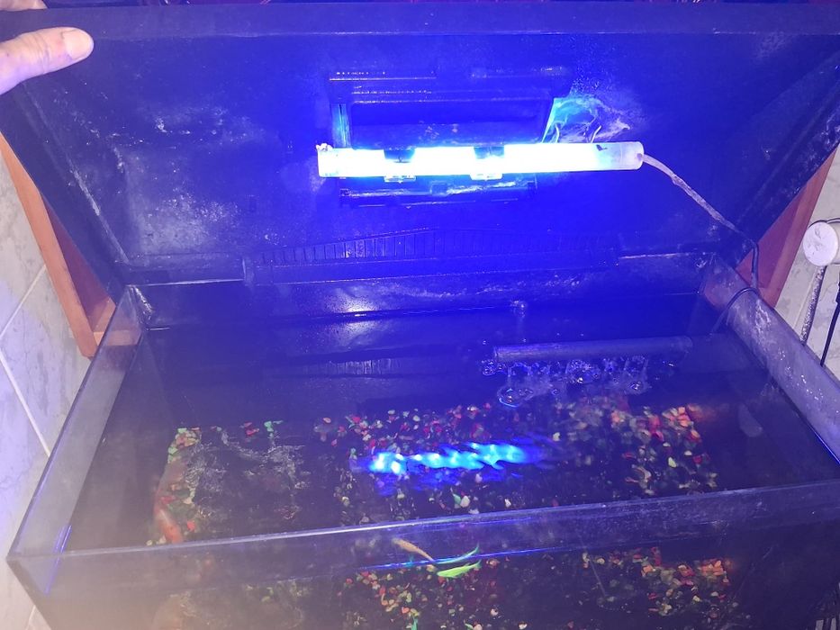 Vând  acvariu  cu pești