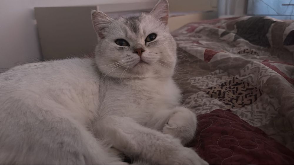 Красивый мальчик британец в добрые руки