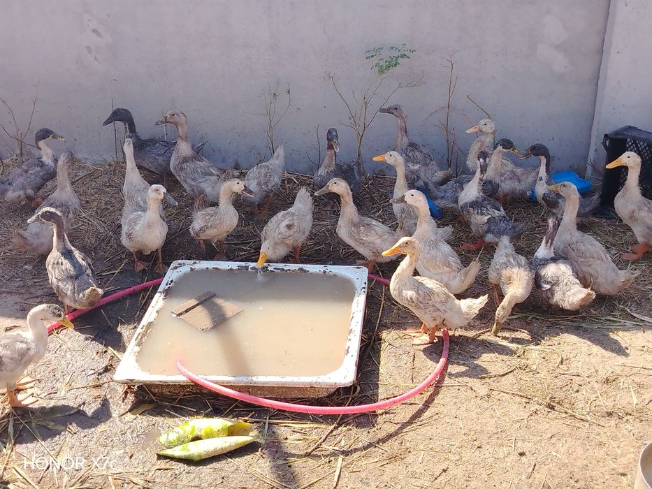 Продам утки подростки