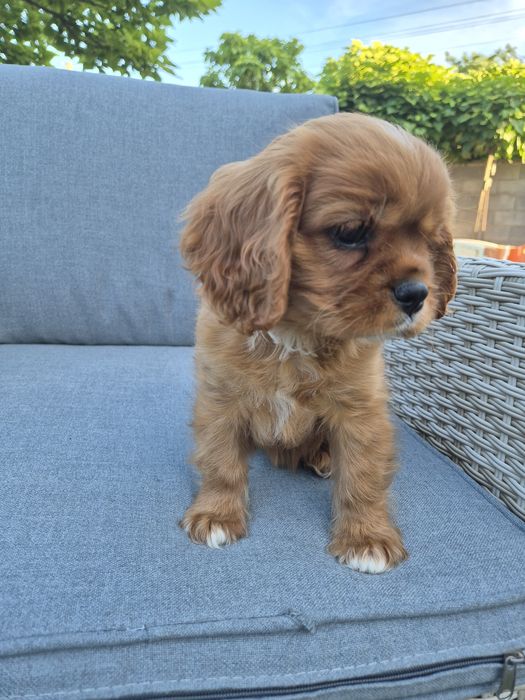 Cavalier king charles
