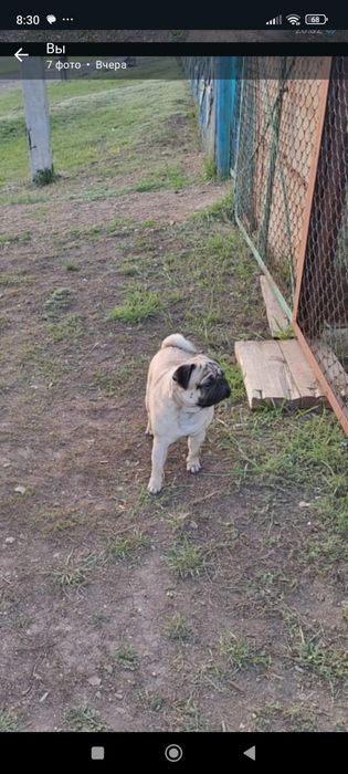 Парачка великолепных мопсов