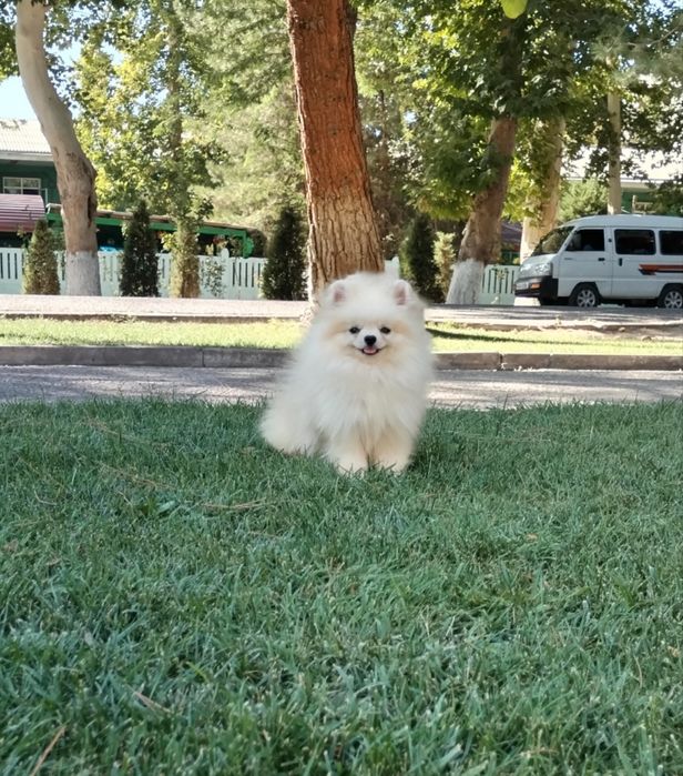 Щенок Помераский шпиц мишка