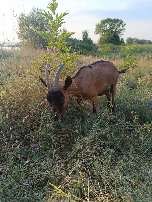 Vand Capre si Iezi