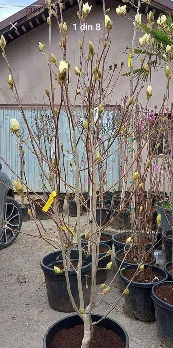 Magnolia  movă ,roză cu alb