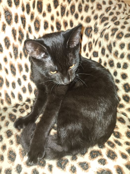 Отдам в добрые руки черную кошечку