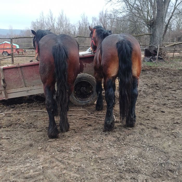 Vand armasarii 3 anii