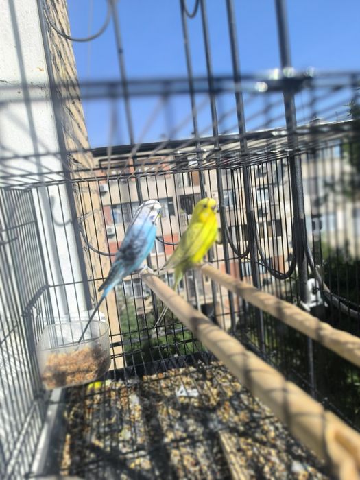 Volnistiy popugaylar sotiladi,qafasi bilan 200000, para