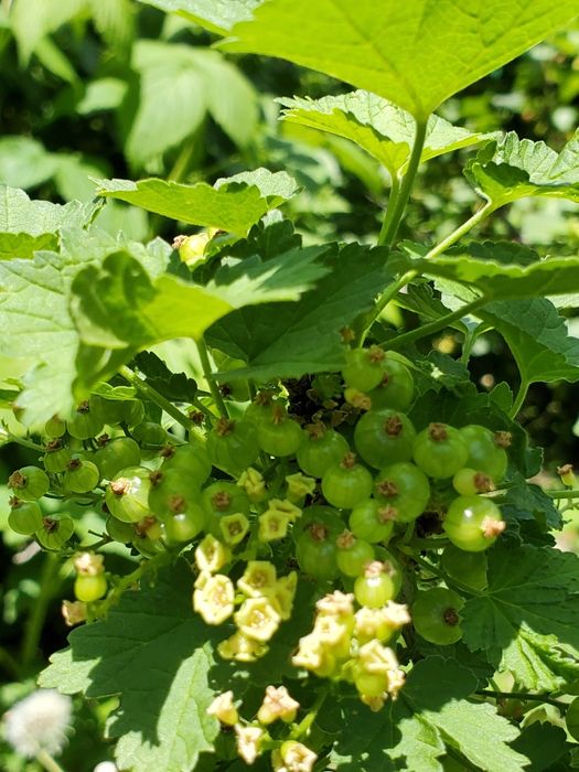 Смородина кустами