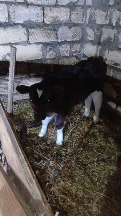 Продам телёнка 160000