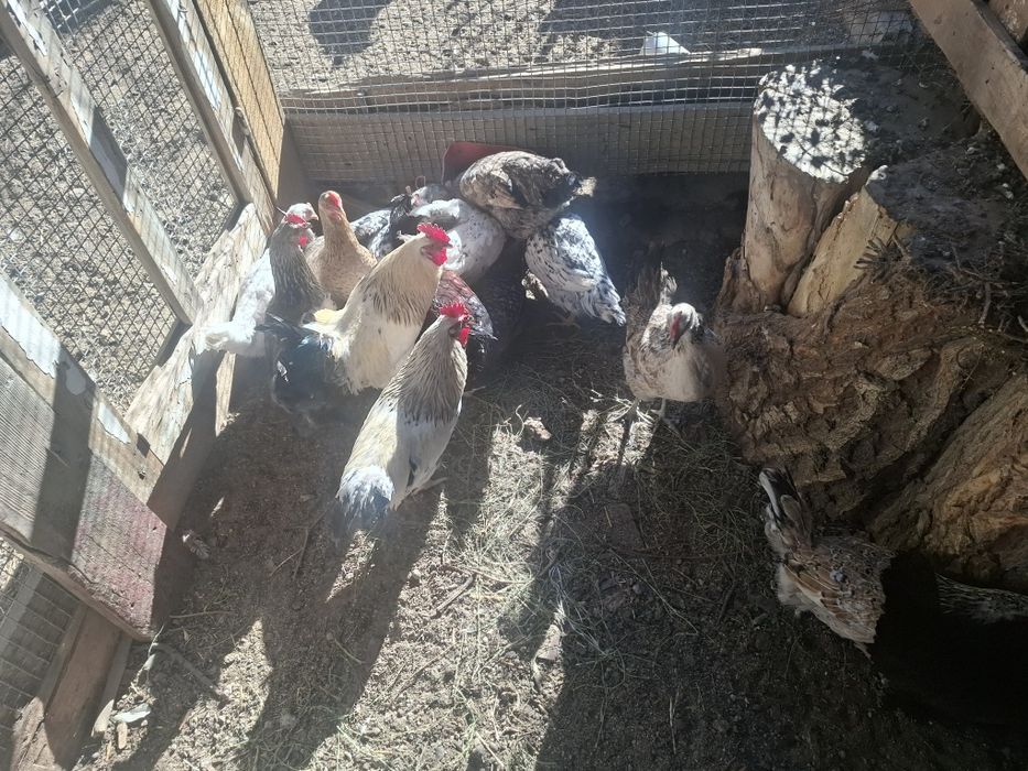 Продам кур домашние и несушки