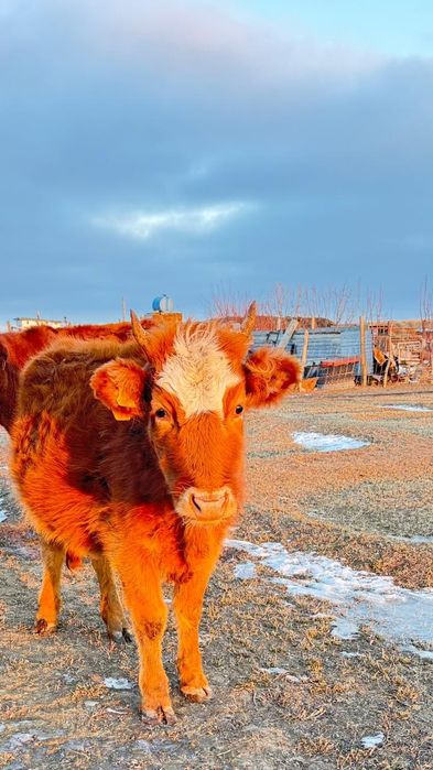 Қашар сатылады 400