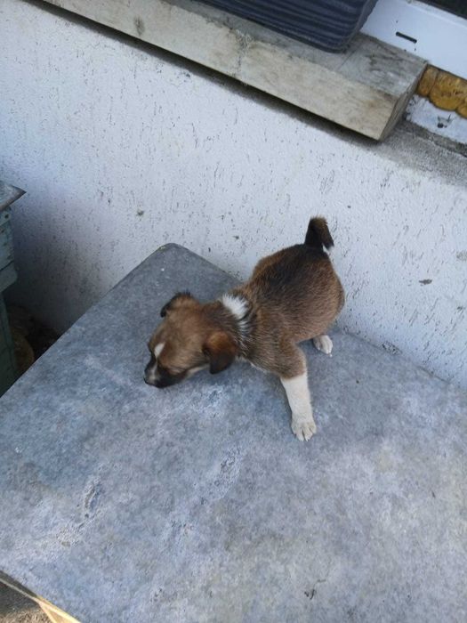Căței de 2 luni de vânzare