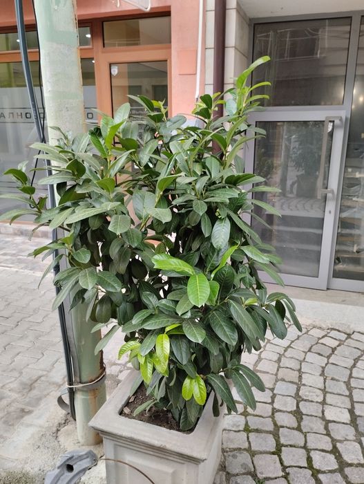 Лавровишна - жив плет