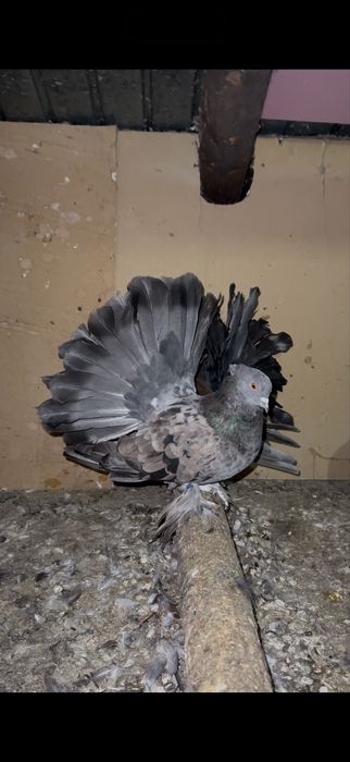 Voltati indieni