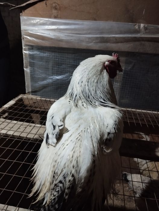 Brama Xoroz sotiladi