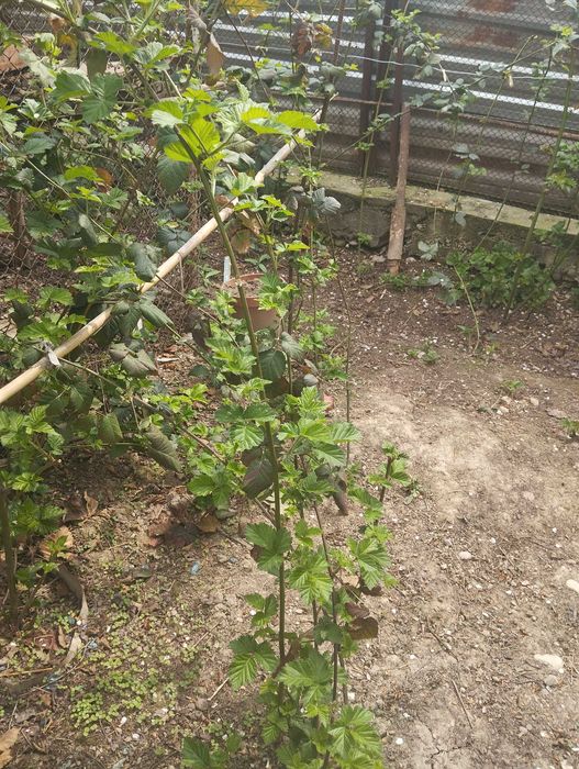 саженцы ежевики не колючие