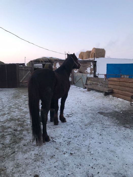 Обмен жок, чиста нал