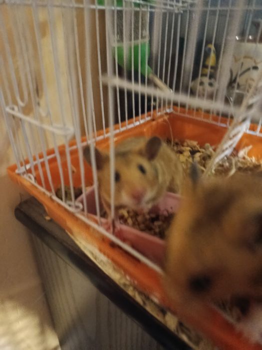 Продам сирийских хомяков