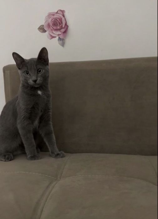 Отдам котенка мальчик