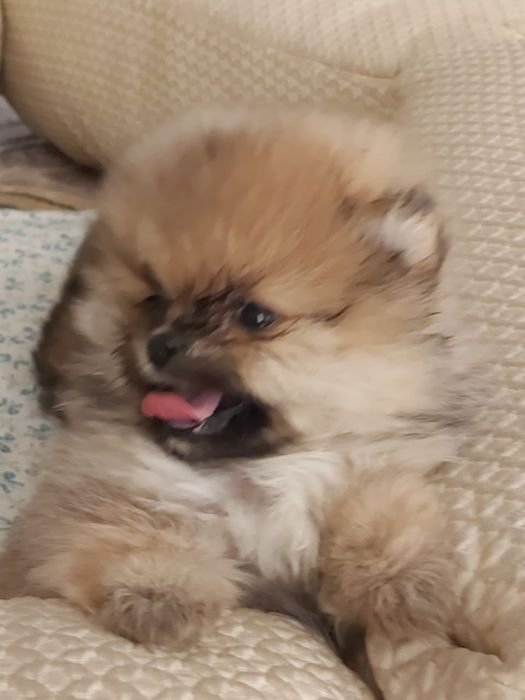 Шпиц померанский бронь щенков