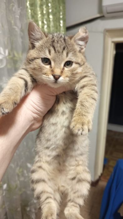 Отдам котят бесплатно