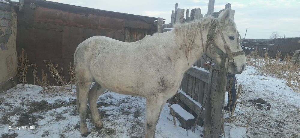 Жуас ат сатылады