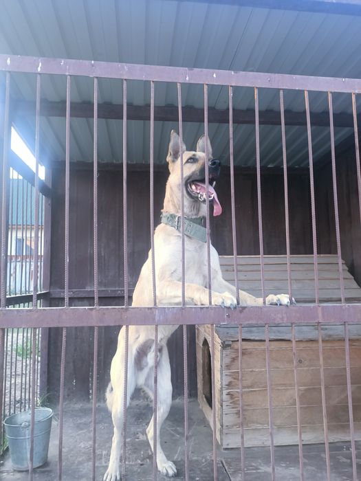 Вязка Немецкая овчарка