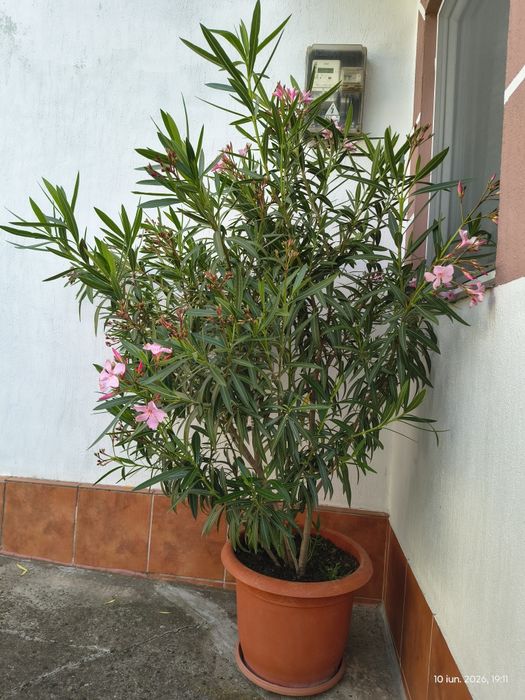 Leandru bicolor 170 cm