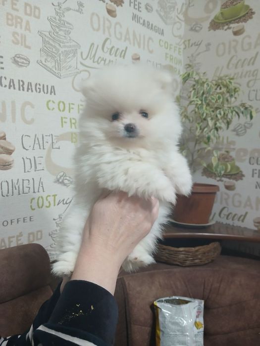 Продаются щенки породистые