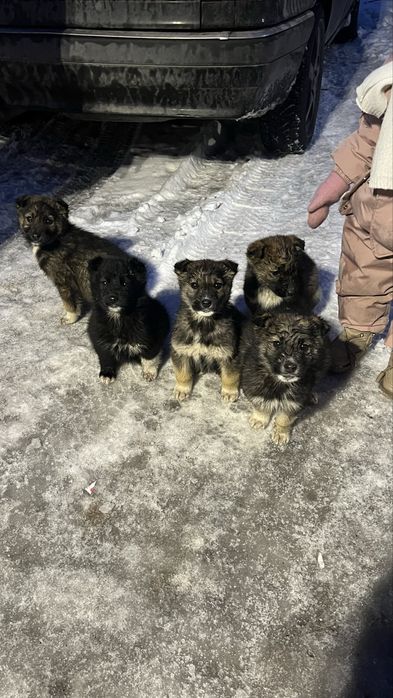 Щенки в добрые руки