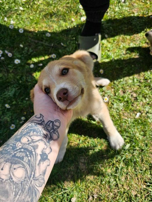 Cateluse spre adoptie