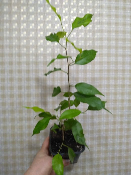 Продам Фикусы разные.