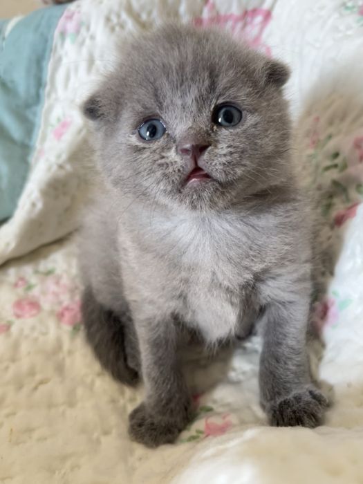 Шотлански висалухий