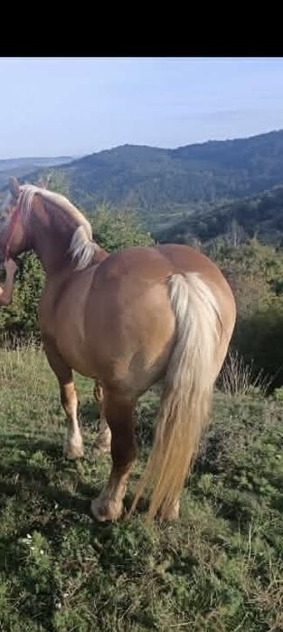 Vand  doi manji si o iapa