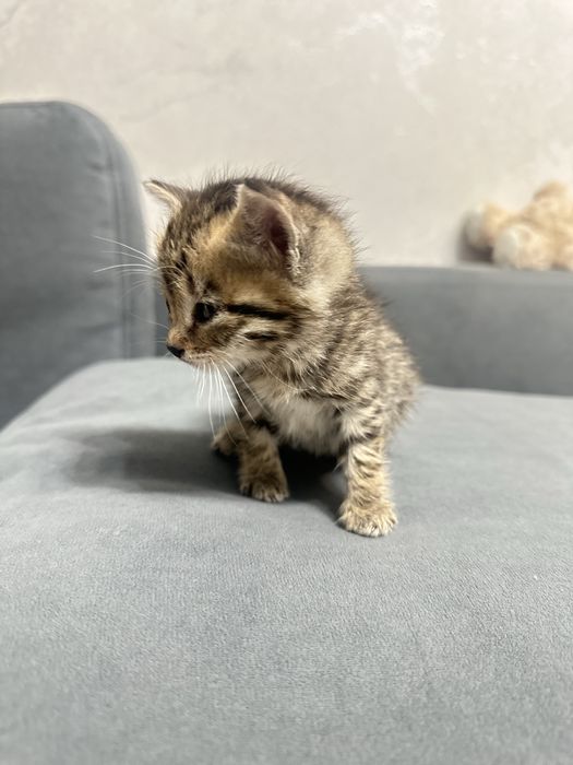 Отдам котенка бесплатно