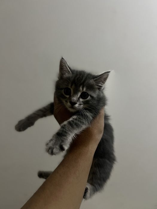 Scotish fold va Scotish strayt