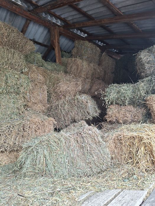 Baloti fan si lucerna