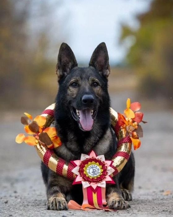 Немецкая овчарка