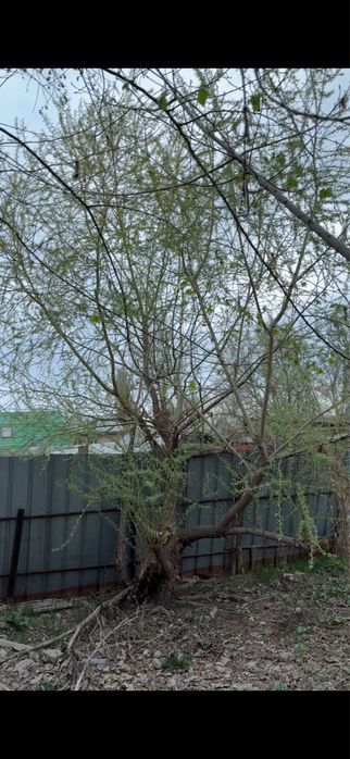 Спил деревьев на дрова