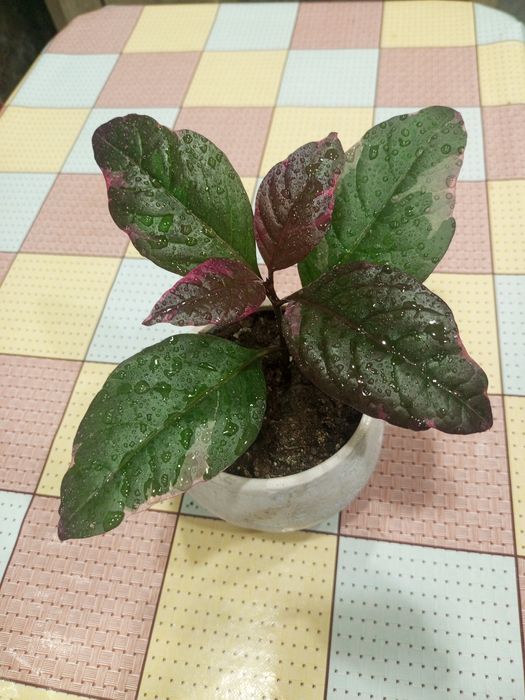 псевдоэрантемум, бегония