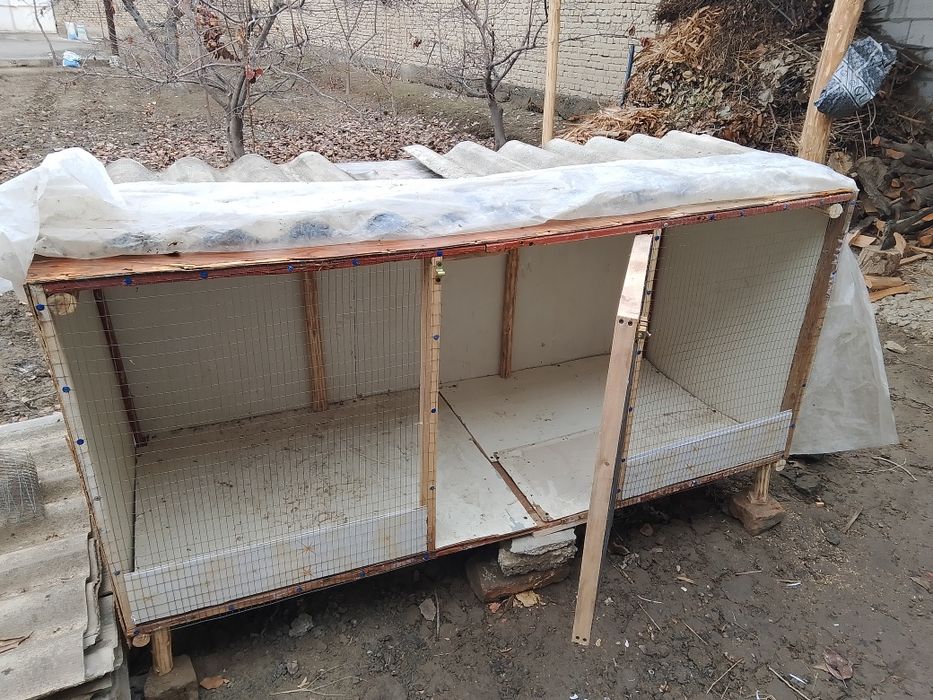 kataklar jõja va tovuqlar uchun