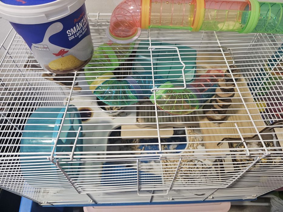 Donez Hamster baiat