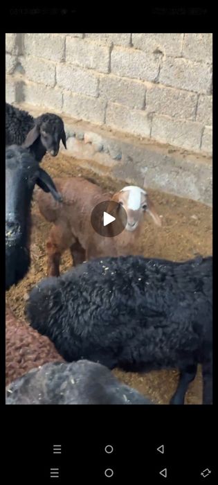 Куй ку́й ургочи бу́гоз ку́й она бола куйлар парода хусори зоддор